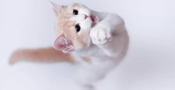 What does it mean to have a cat s tail high? If you don t understand, come here to learn more~