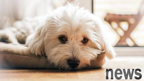 How long does it take for a dog s wound to heal? How to deal with wounds heal quickly?