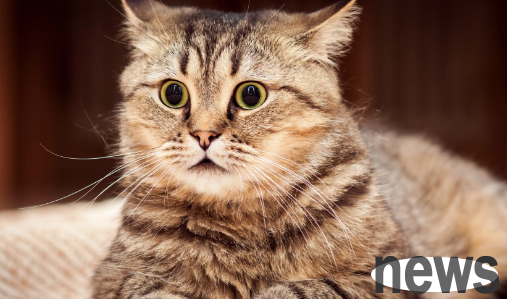 Revealing the secret of cat snoring, it turns out that cat snoring is an expression of this!