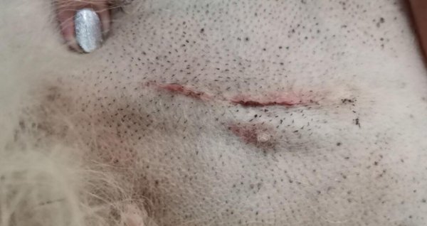 The puppy s wound has a little pus. Pay attention to these problems