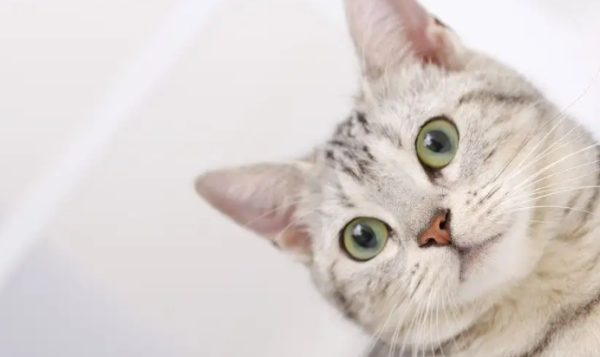 How to judge the cat s nose branch? The method is actually very simple!