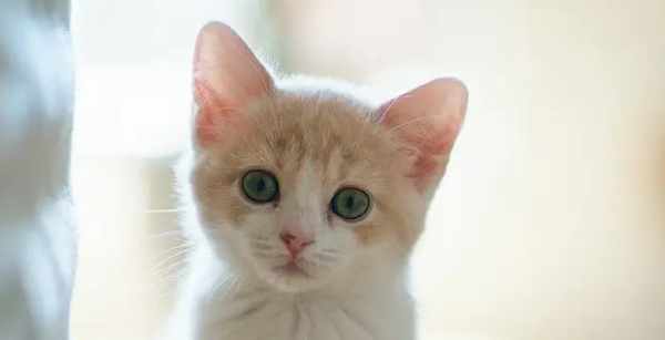 What s wrong with cats smelling?