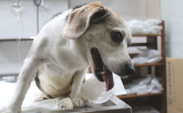 Do dogs must be sterilized? Friends who don’t understand come and take a look~