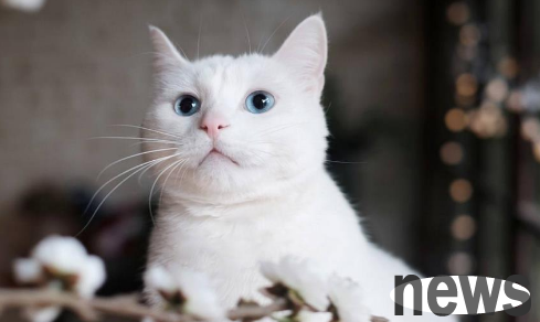 How to solve the metaphysical problem of cats urinating randomly? There is always a solution for you