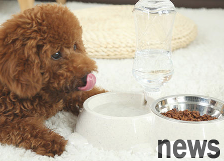 Do dogs have to drink a lot of water? Things to note when raising pets!