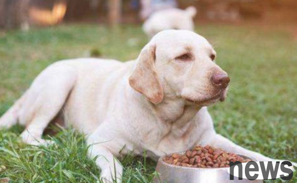 Little common sense about keeping pets: dogs eat natural food for a long time, and this benefit is 