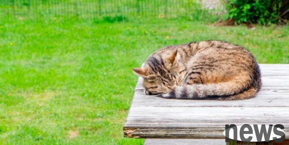 A blue cat with a home lives like a stray cat, just because its owner does not allow it to enter the house!