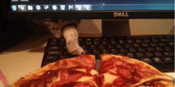 While playing with computers, a cat suddenly appeared with his paws and snatched pizza! What do you think in the next second?