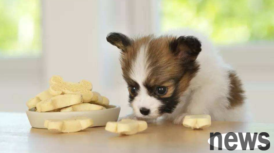 Dog s appetite suddenly dropped a little? What are the reasons?