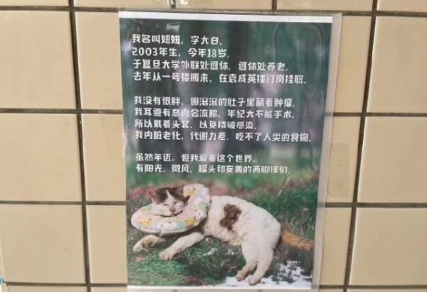 The owner of the fruit stall lost his cat, and the cat hunting notice issued triggered a war of verbal abuse...
