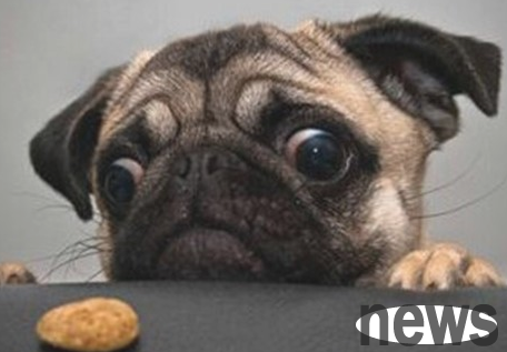 What should I do if my dog ​​is picky about food? Is there any way to deal with it?