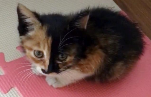 A little cat straying alone, eating garbage, and after being adopted, she tried her best to protect her food, and she had enough food to eat