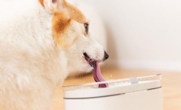 How much pure honey does a dog drink when it has severe constipation?