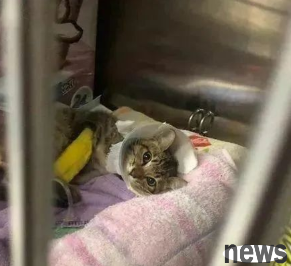 The fractured kitten was thrown in a stinky ditch. After being adopted for a year, the little owner cried: The pressure is too great!
