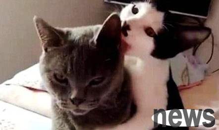 The woman took the blue cat to sterilize. When she got home from get off work, she heard something was wrong with the cat. When she entered the house, she was stunned.