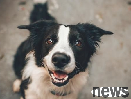 These methods can tell whether a dog loves you!