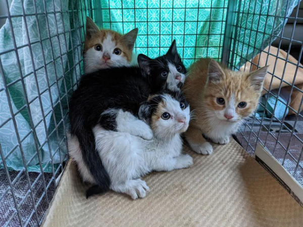The wild orange cat brother, after a sick illness, turned into a clingy little angel