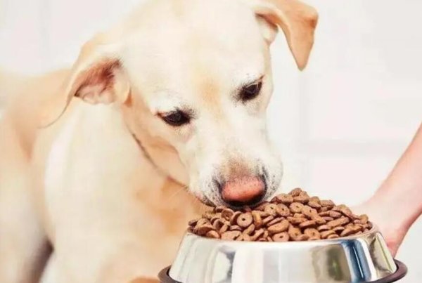 How many dogs need calcium supplementation? Do dogs have the idea of ​​supplementing calcium