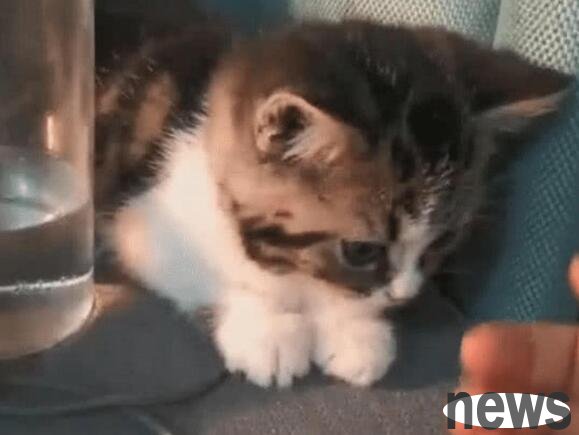 The woman adopts stray cat despite her family s opposition, and now she has given birth to three daughters. The cat takes care of her heart