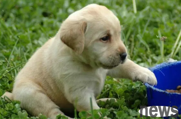 These are the pet dogs suitable for families, and they can easily deal with selective difficulties.