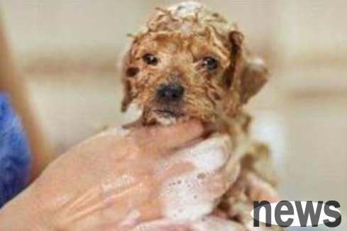 How to eliminate the odor of dogs?