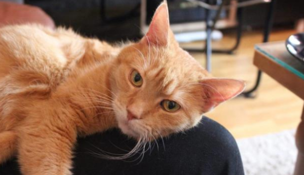 Cat lovers won’t have bad luck! Homeless man rescues stray cat and accidentally gets a job opportunity