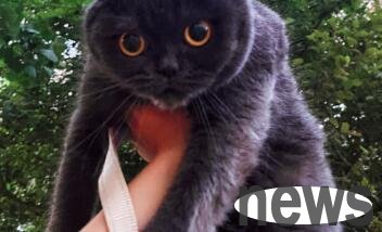 My daily life with cats | I have something to say about walking a cat