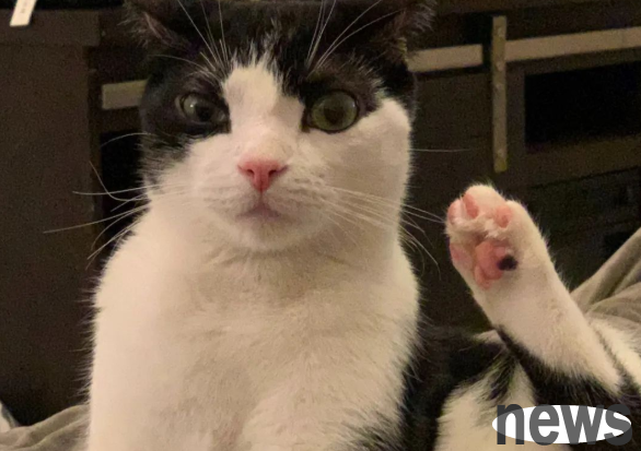 When I was writing a suicide note and preparing to commit suicide, my cat saved me