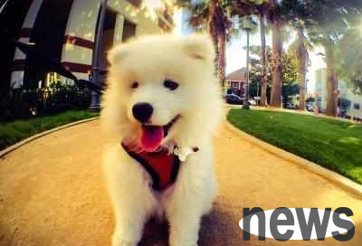 What are the best dogs to grow up with your children? Come and have a look