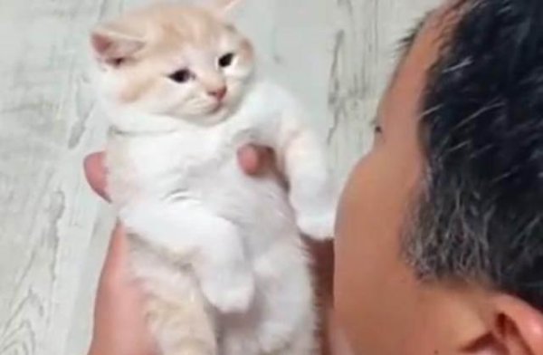 The dad who took the cat home and got out with the cat actually did this to the cat