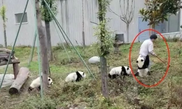 The breeder meets the most clingy panda, and netizens: I finally know why the breeder wears jumpsuits!