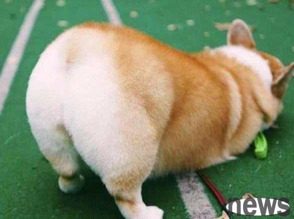 How to prevent and treat analdenitis in dogs? A piece of paper will accompany you to grasp the secrets of the anal glands!