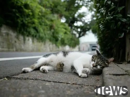 I met a stray cat on the street, and two coincidences made the shoveler determine that the stray cat was the reincarnation of the late poodle
