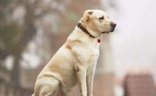The main manifestation of dog missing their owner