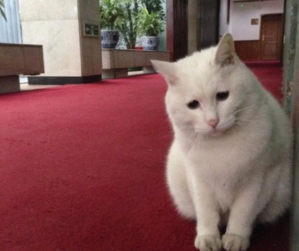 A cat moan came from CCTV s live broadcast room, and netizens were excited: After five years, Taiwan pets reappeared?