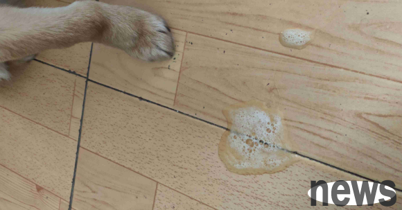 What medicine should I take if my dog ​​has diarrhea and smells like mud?