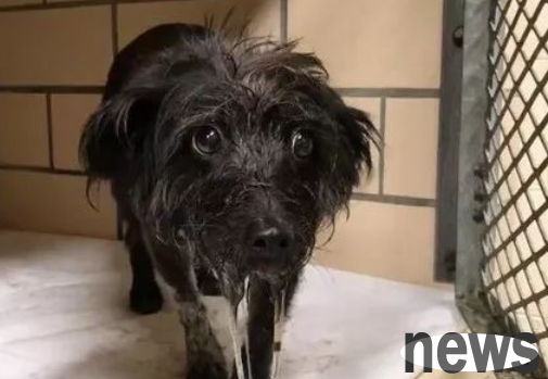 What is the reason for the dog vomiting and trembling?