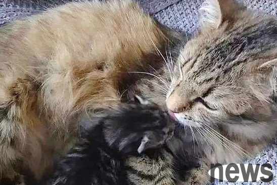 The cat is pregnant, and the pet owner promised to give the cat to three friends, but gave birth to one. The cat: Don t touch me