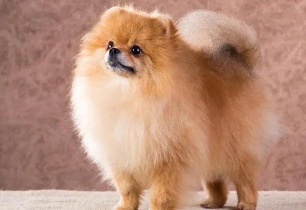 Why are Pomeranians so popular?
