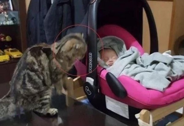 The cat always stares at the baby secretly, and the owner is worried about the baby s safety, but it turns out that it makes people laugh.