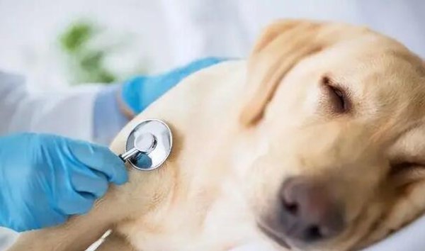 What are the symptoms of a dog suffering from parvovirus?
