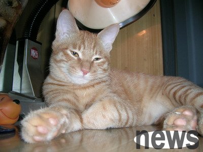 The cat took the mouse back and showed it to his owner, but was closed outside the door, with a grievance: Don t you like it?