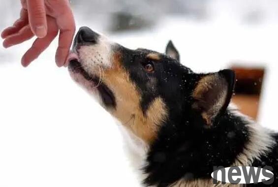 Do you want to tell you this kind of thing if your dog licks your hands and feet? Do you know