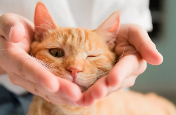 Cats and dogs are not infected with the new coronavirus in humans, please treat other lives well!