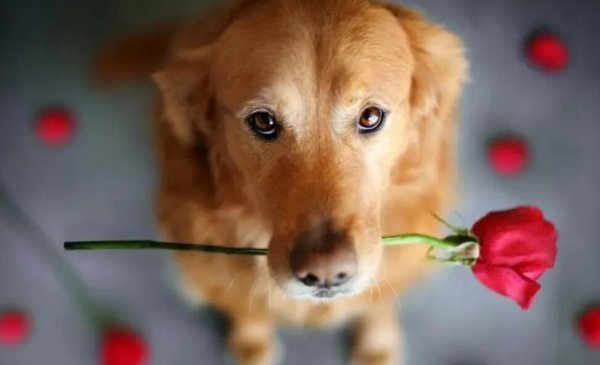 Asthma symptoms and treatment of dogs