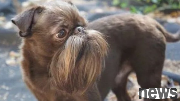 What kind of bearded dog is? Come and have a look