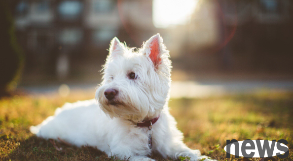 These 5 types of dogs have the ability to attack, if you have children at home, you may want to bypass them