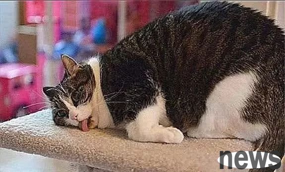 The cat smelled catnip for the first time, but it took too much and collapsed on the ground, laughing