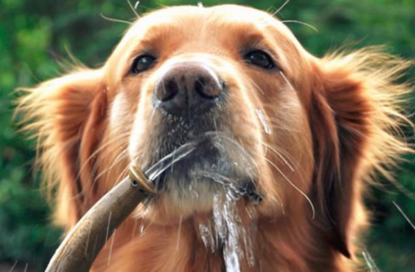 Dogs may suffer from these types of water when drinking these types of water, mainly including pure water!