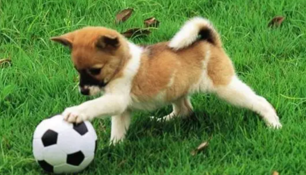 What are the common problems after a dog s fracture? What should the shoveler do?